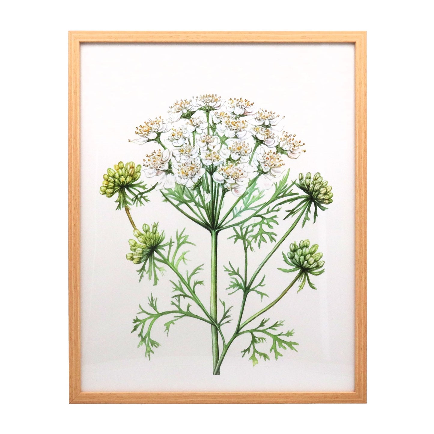 Gisela Graham Cow Parsley Natural Framed Print