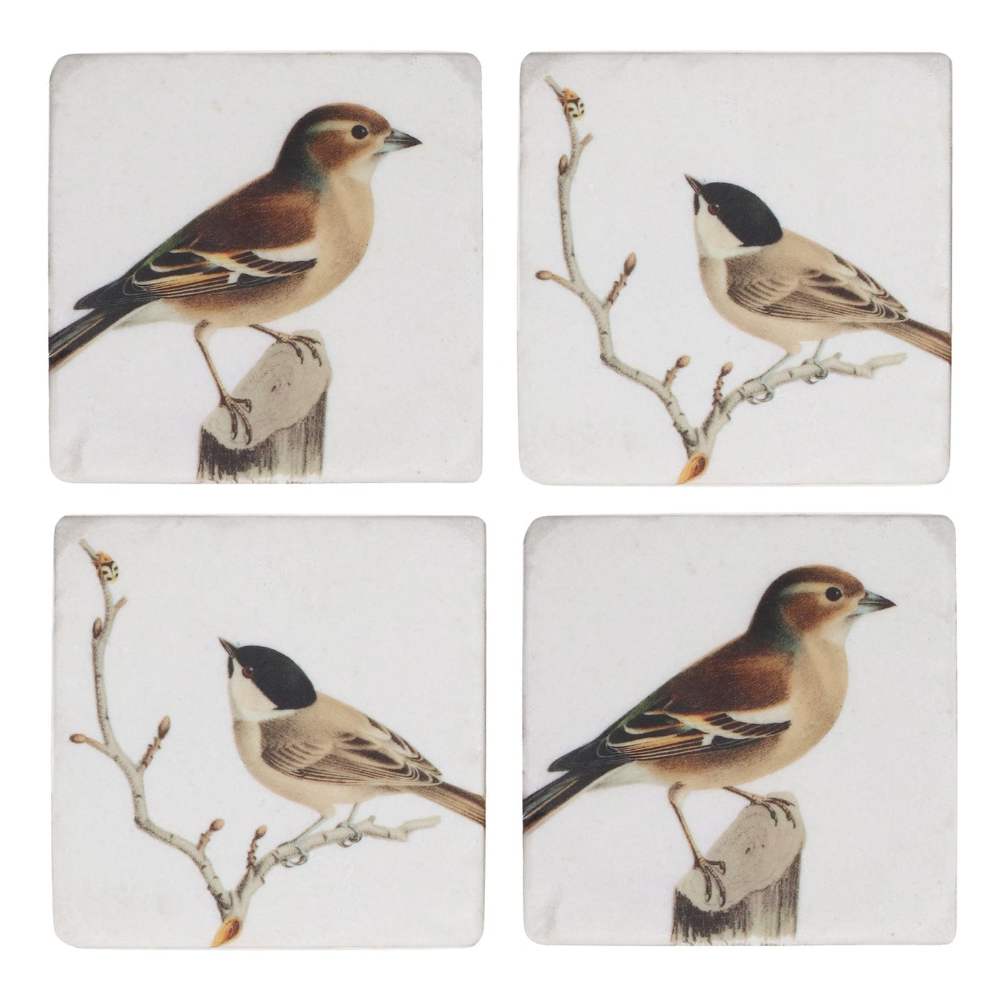 Gisela Graham Set of 4 Coasters - Finch