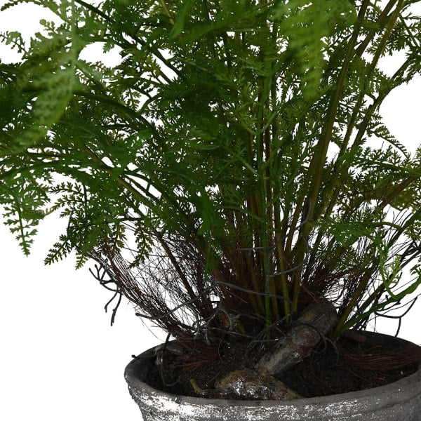 Fern Bush in Ceramic Pot