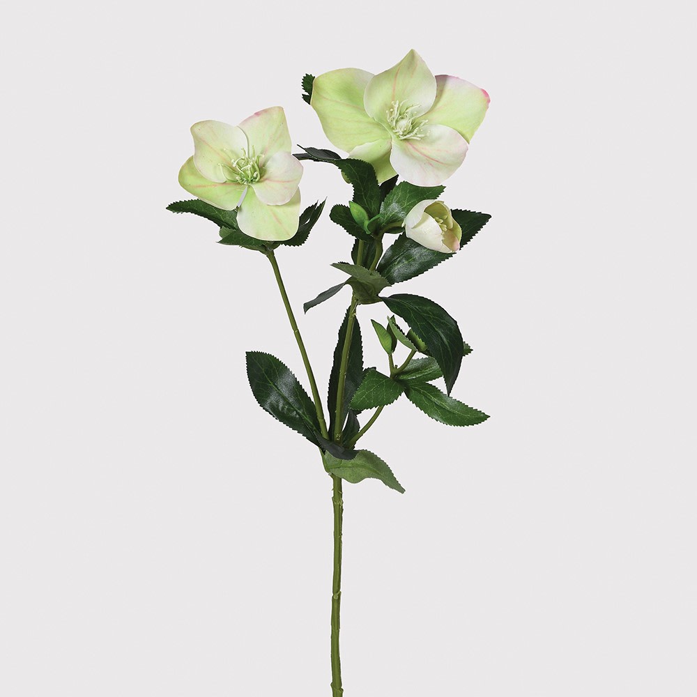 Touch of Blush Hellebore Stem with Leaves