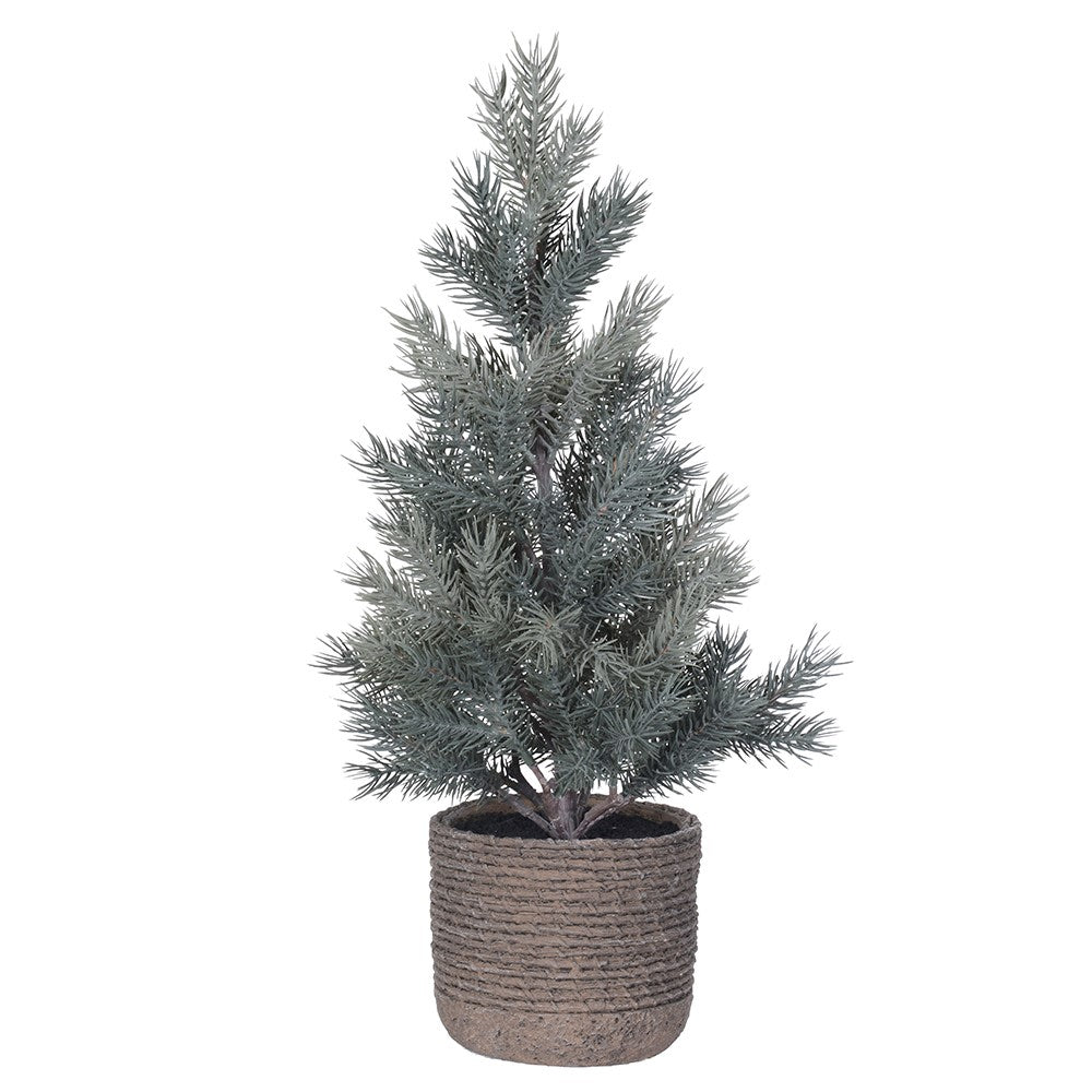 Pine Tree in Clay Pot