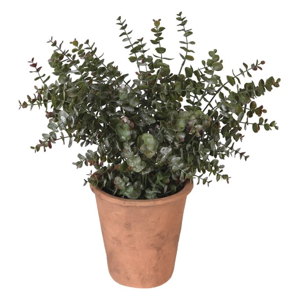 Eucalyptus Plant in Pot