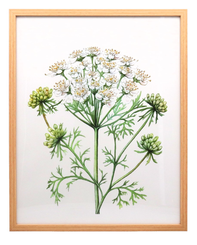 Gisela Graham Cow Parsley Natural Framed Print