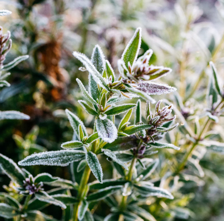 St Eval Christmas Cottage Winter Thyme