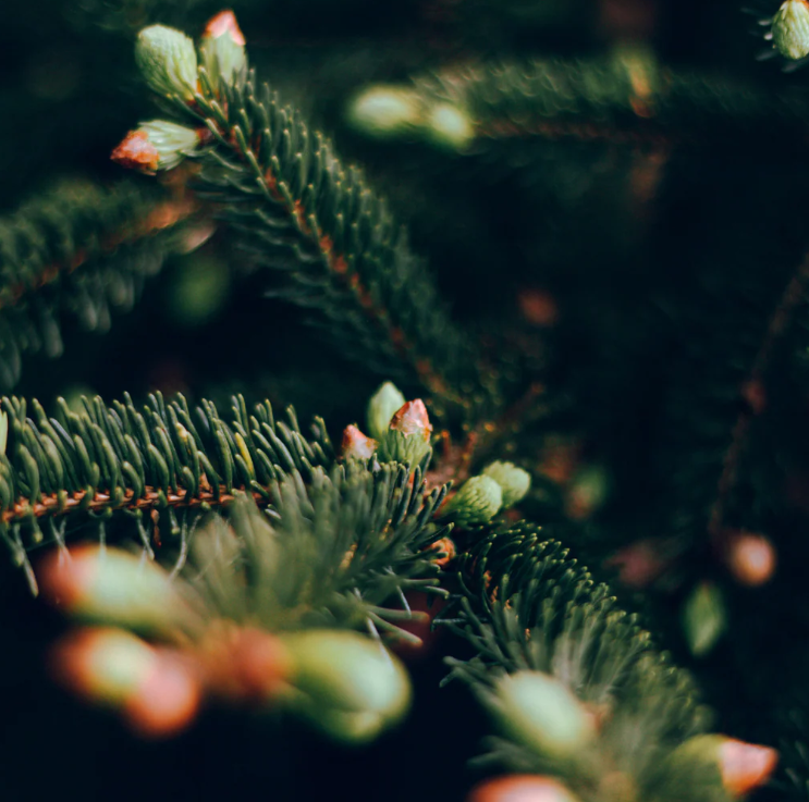 St Eval Pot Christmas Sacred Forest