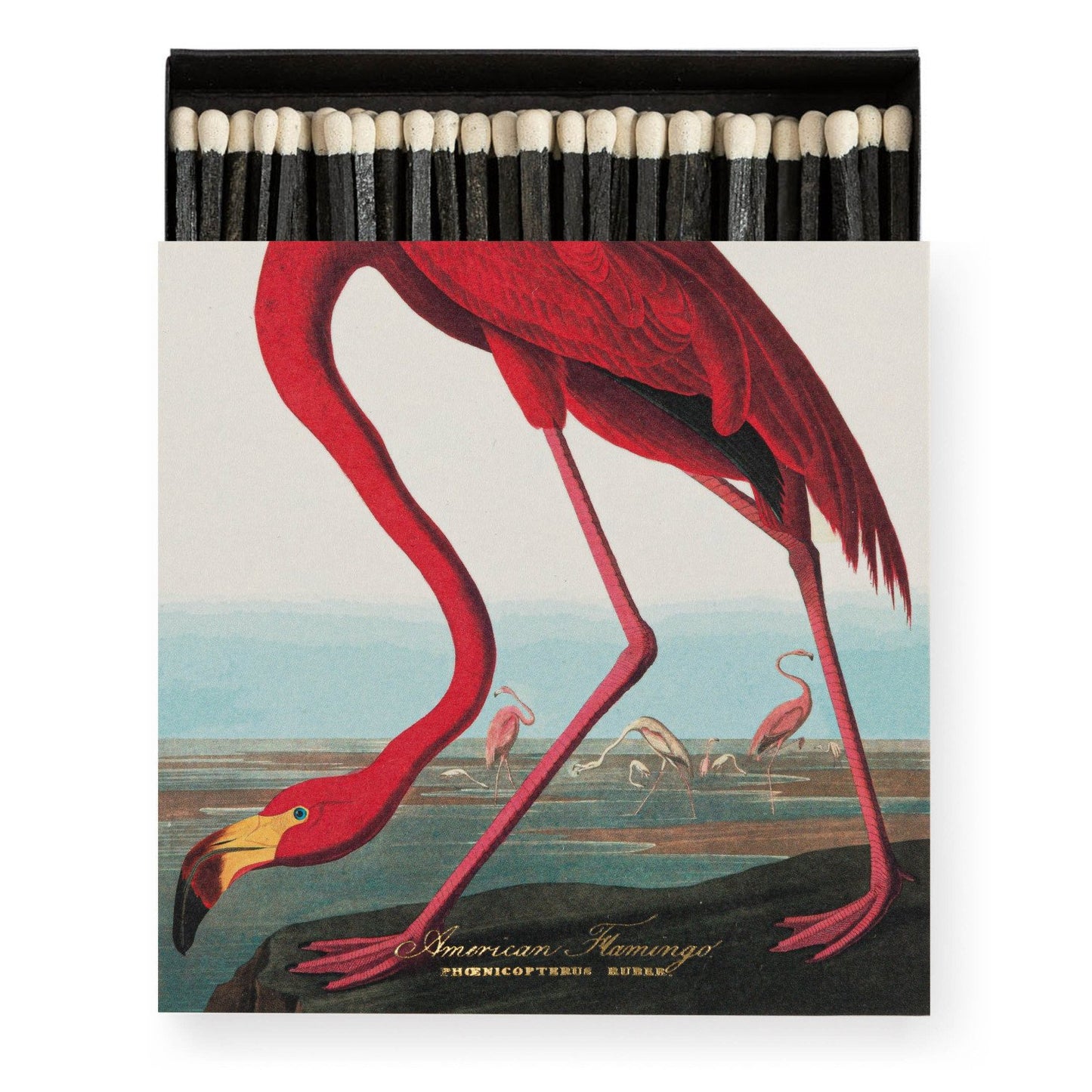 Matches - The American Flamingo by Audubon