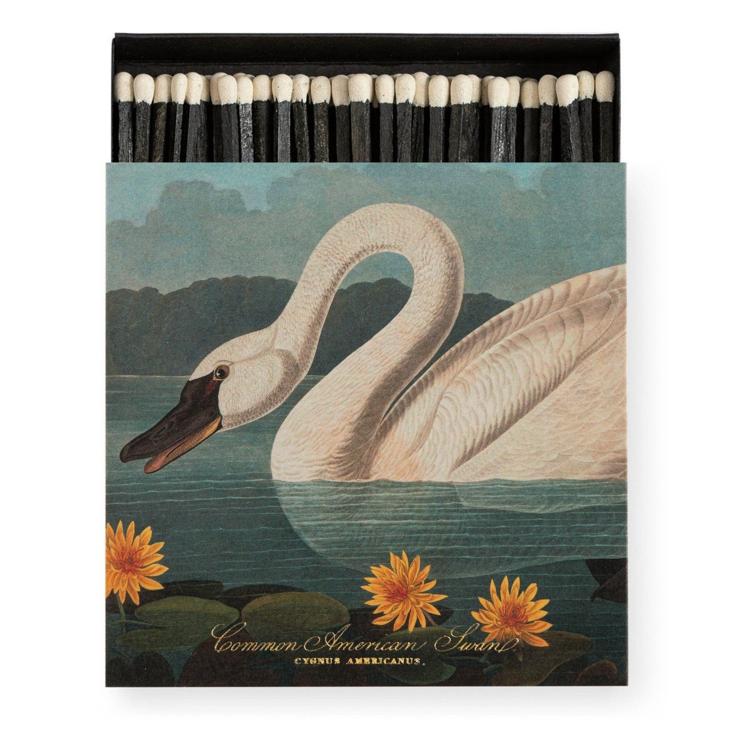 Matches - The Common American Swan by Audubon