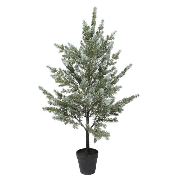 Noble Pine