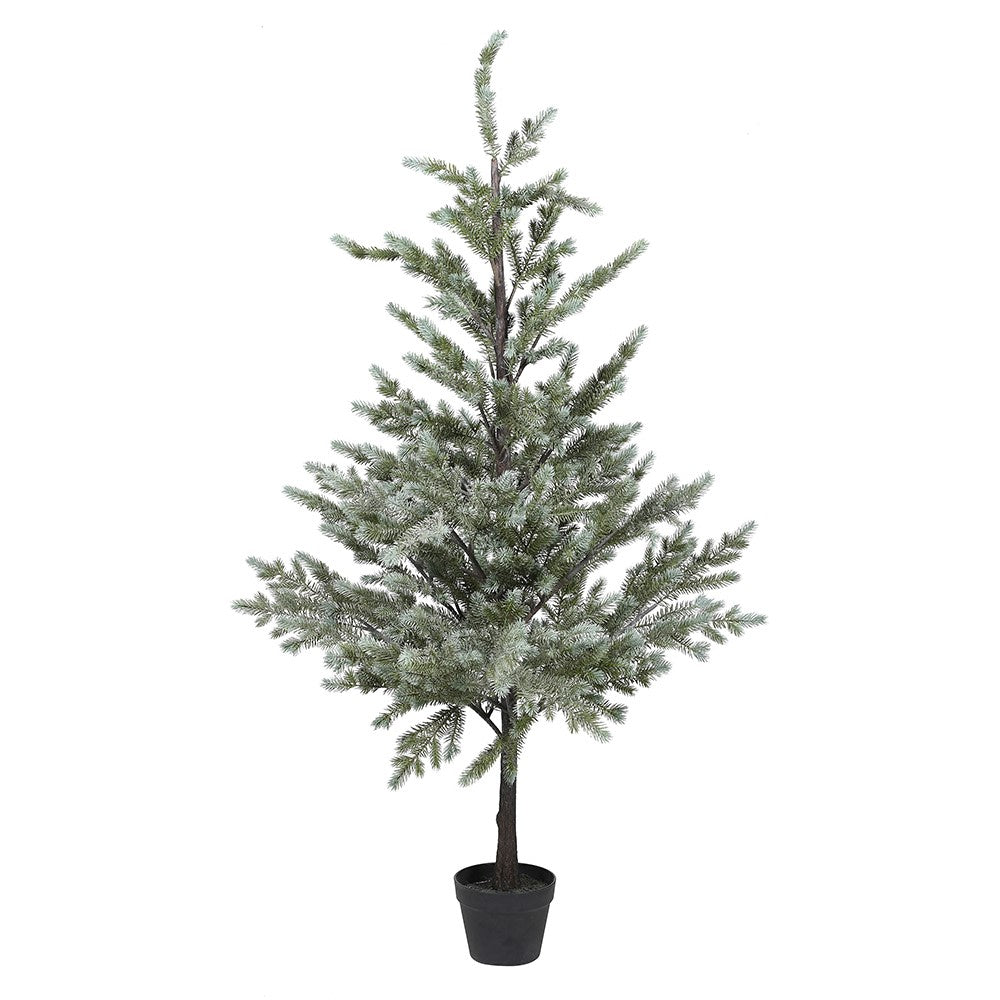 Noble Pine