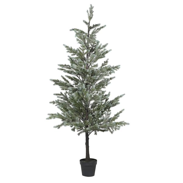 Noble Pine