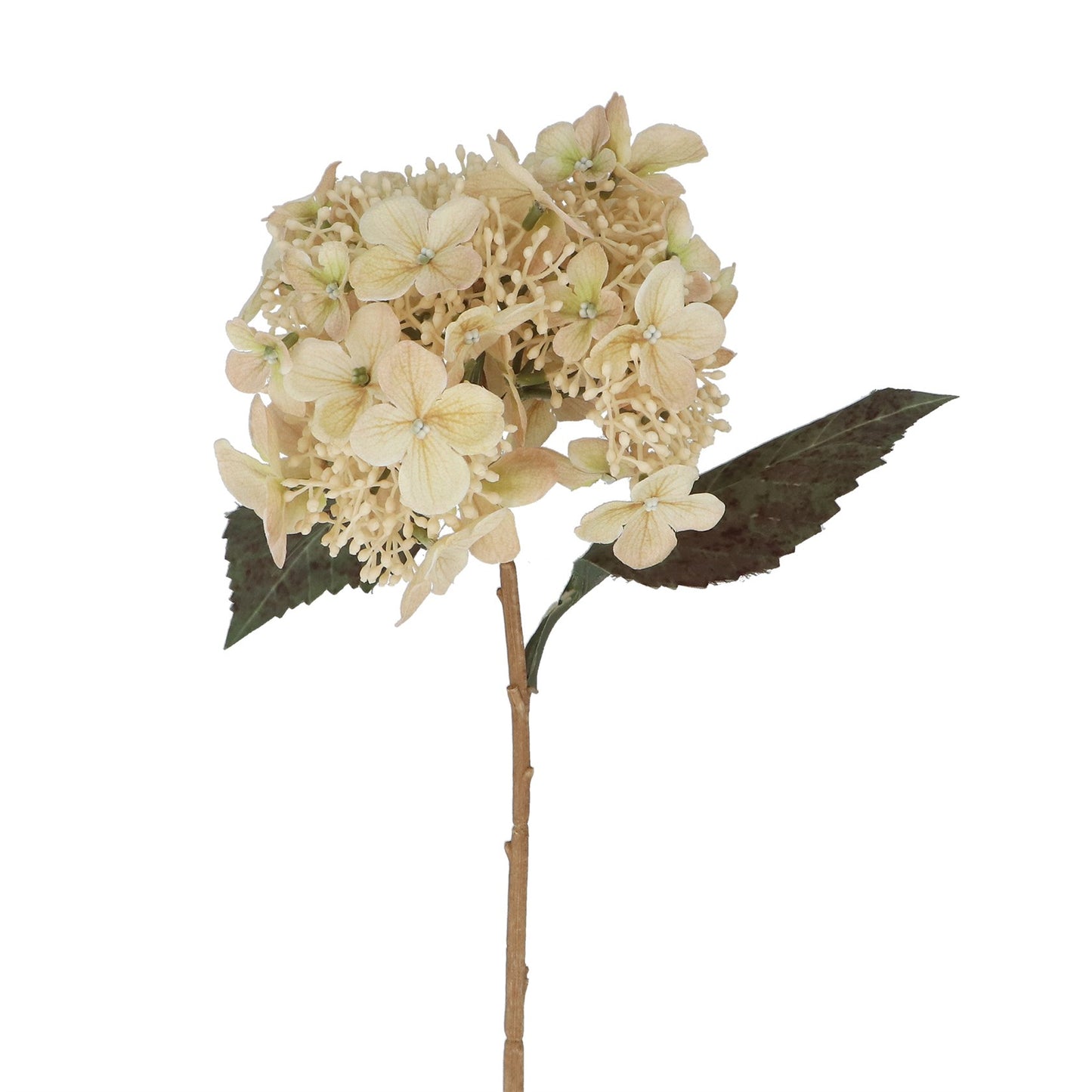 Gisela Graham Cream Lacecap Hydrangea Stem - Short