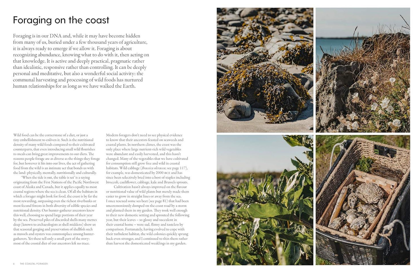 Costal Forager: Wild Maritime Food