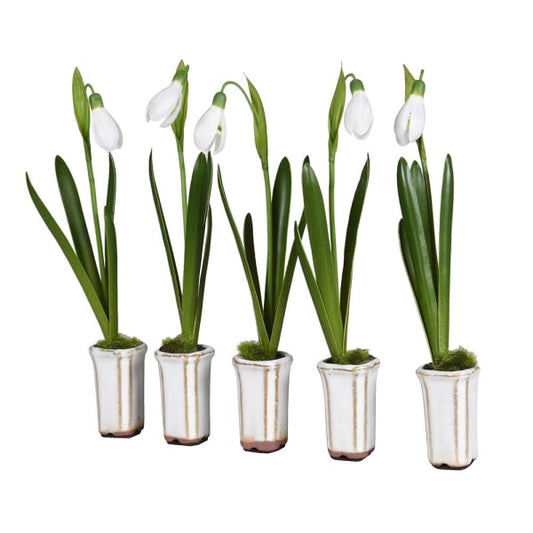 Snowdrop In Ceramic Pot