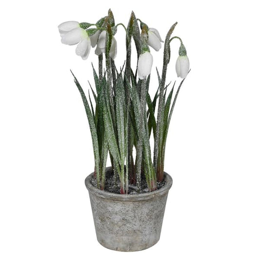 White Snowdrop Plant In Pot