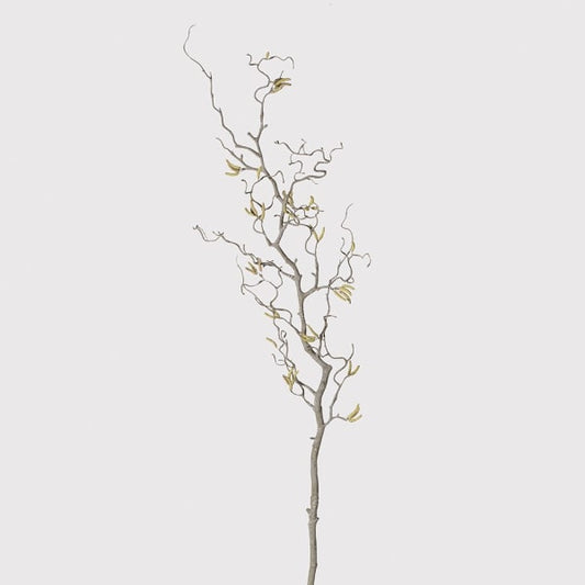 Contorted Willow Branch with Catkins