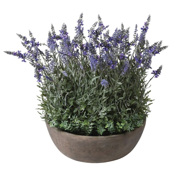 Large Lavender Plant in Round Pot