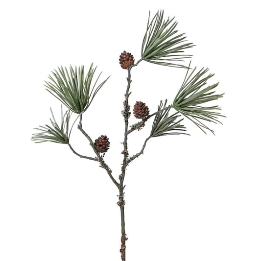 Scots Pine with Lycon