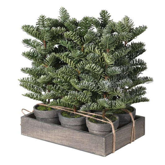 Potted Nordic Spruce