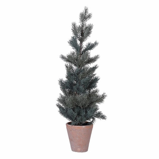 Grey Leaf Pine Tree