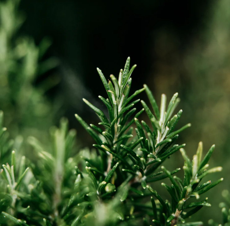 St Eval Bay & Rosemary Amber Glass Candle