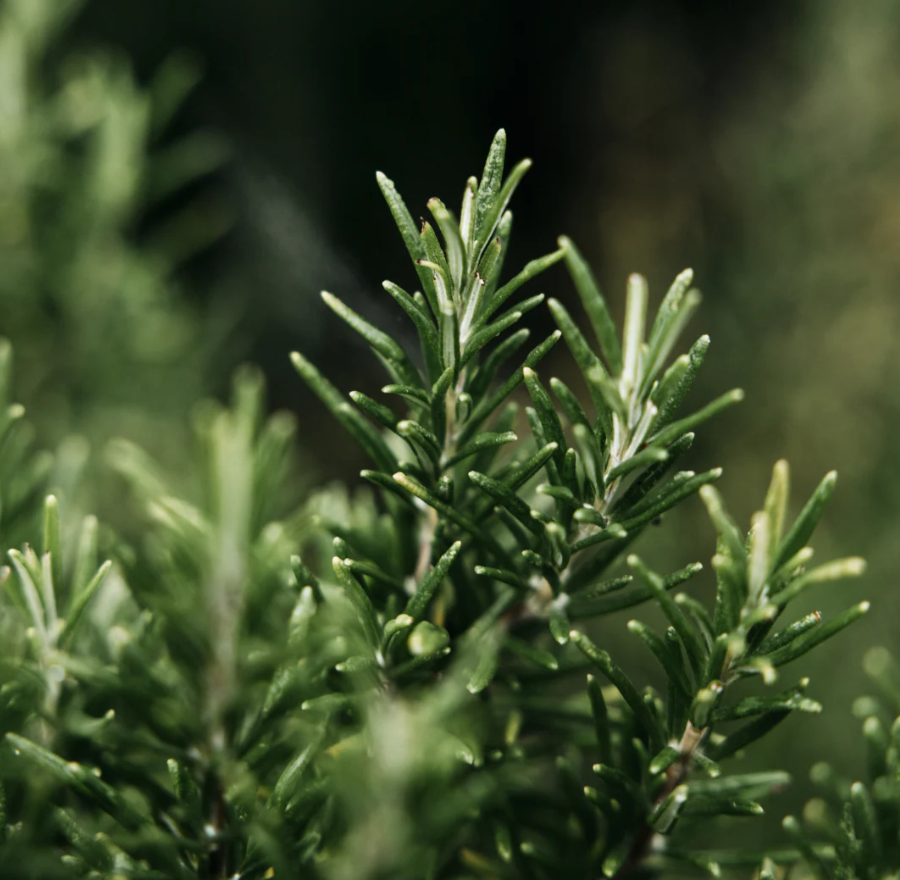 St Eval Bay & Rosemary Hand Wash