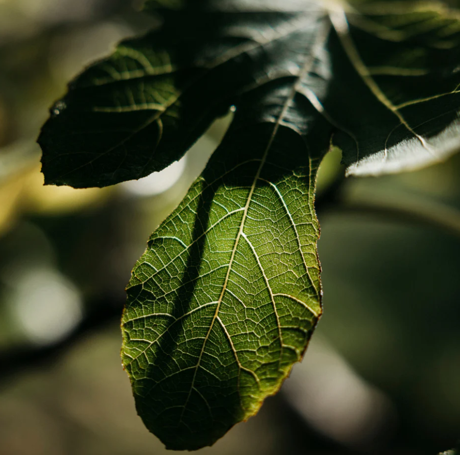 St Eval Fig Tree Reed Diffuser Refill