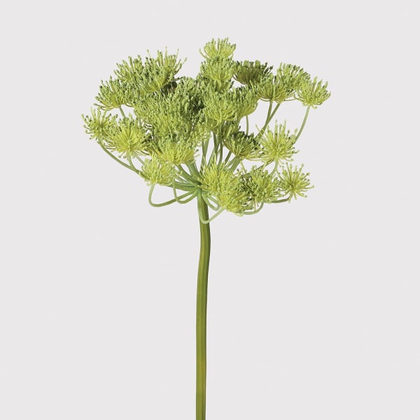 Queen Anne's Lace