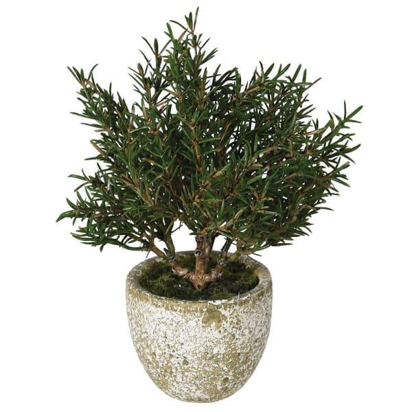 Rosemary Bush In Clay Pot