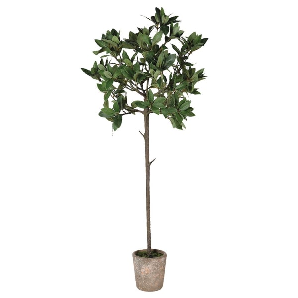 Small Olive Tree in Clay Pot